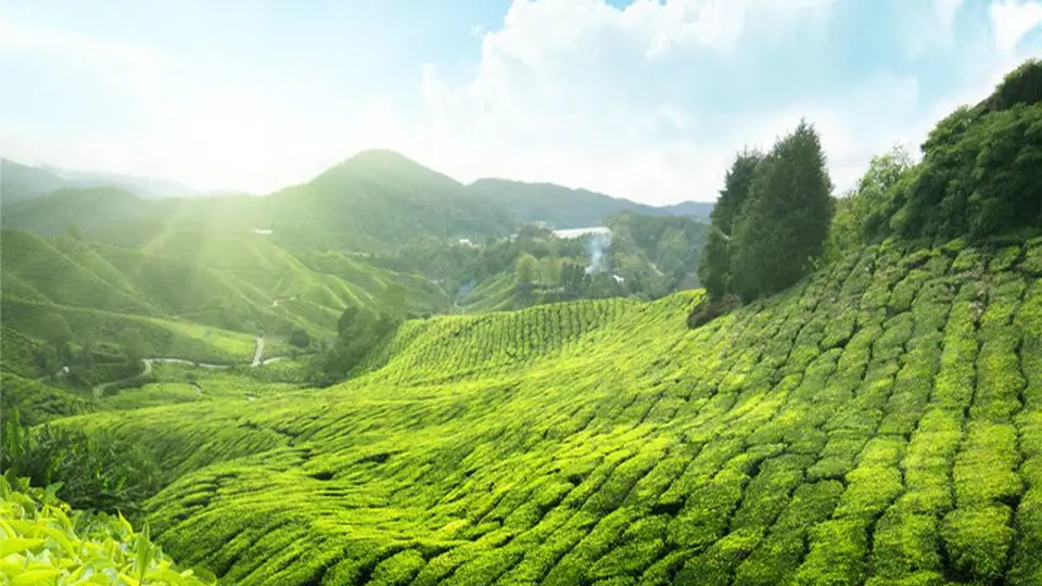 黔茶体验终端消费者研究